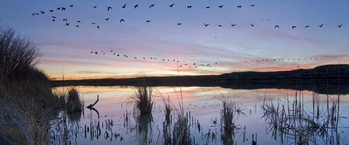 Sunrise with ducks flying